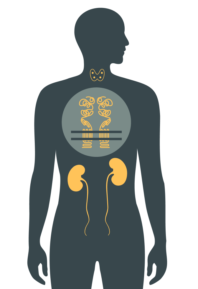 Icon in forest green of human body featuring gold thyroid and kidneys, and grey circle with gold process in chest